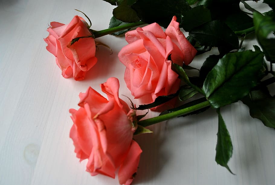 roses, flowers, freshness, rose - flower, plant, indoors, close-up HD wallpaper