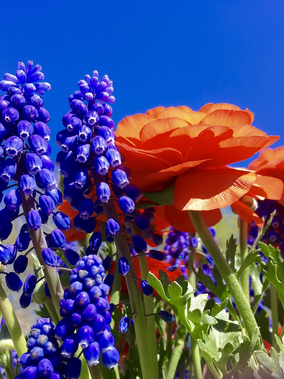 flowers, spring, bulb, orange, garden, bloom, floral, seasonal HD wallpaper
