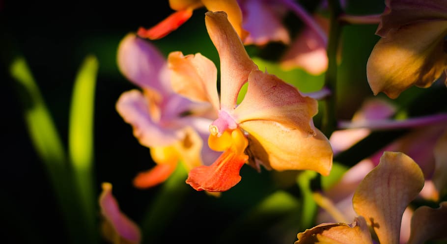 flower, nature, color, tree, flowers, orchid, flowering plant HD wallpaper