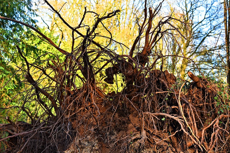 root, tree, tree roots, uprooted, clod, root ball, earth, arrested growth HD wallpaper