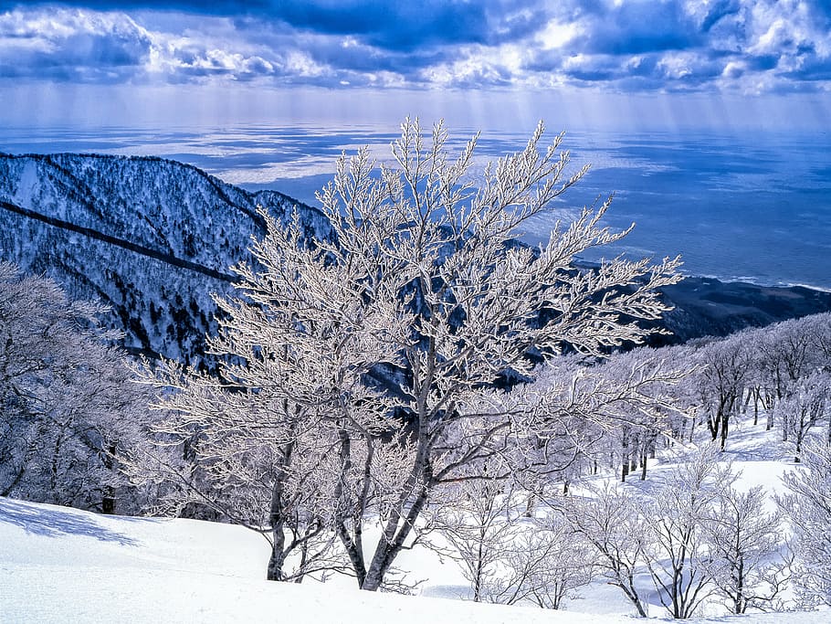 grey tall tree covered snowflake in front of mountain, landscape