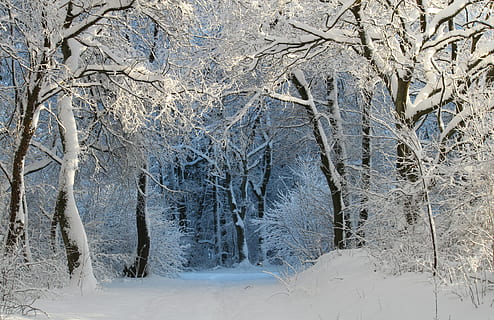photo of forest trees filled with snow, winter, wintry, snow magic HD wallpaper