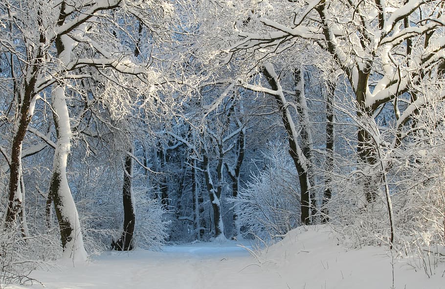photo of forest trees filled with snow, winter, wintry, snow magic HD wallpaper