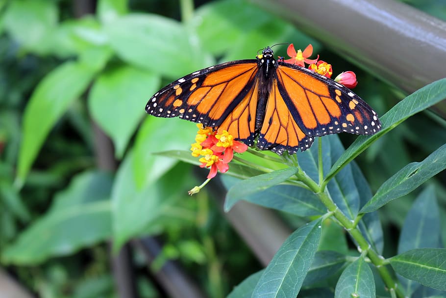 butterfly, monarch, bug, insect, nature, wing, colorful, black, HD wallpaper