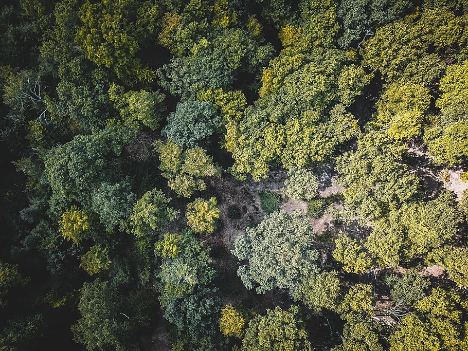 forest, from, above, green color, growth, plant, no people HD wallpaper