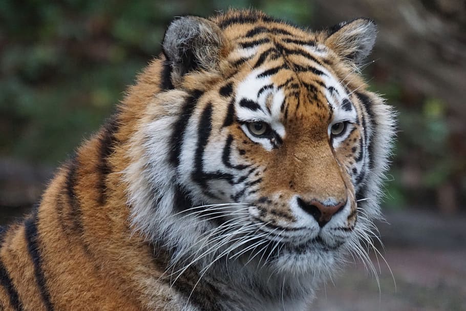 orange and white tiger, zoo, predator, amurtiger, animal themes