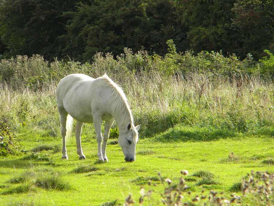 white horse eating grass, field, mammal, animal themes, livestock HD wallpaper