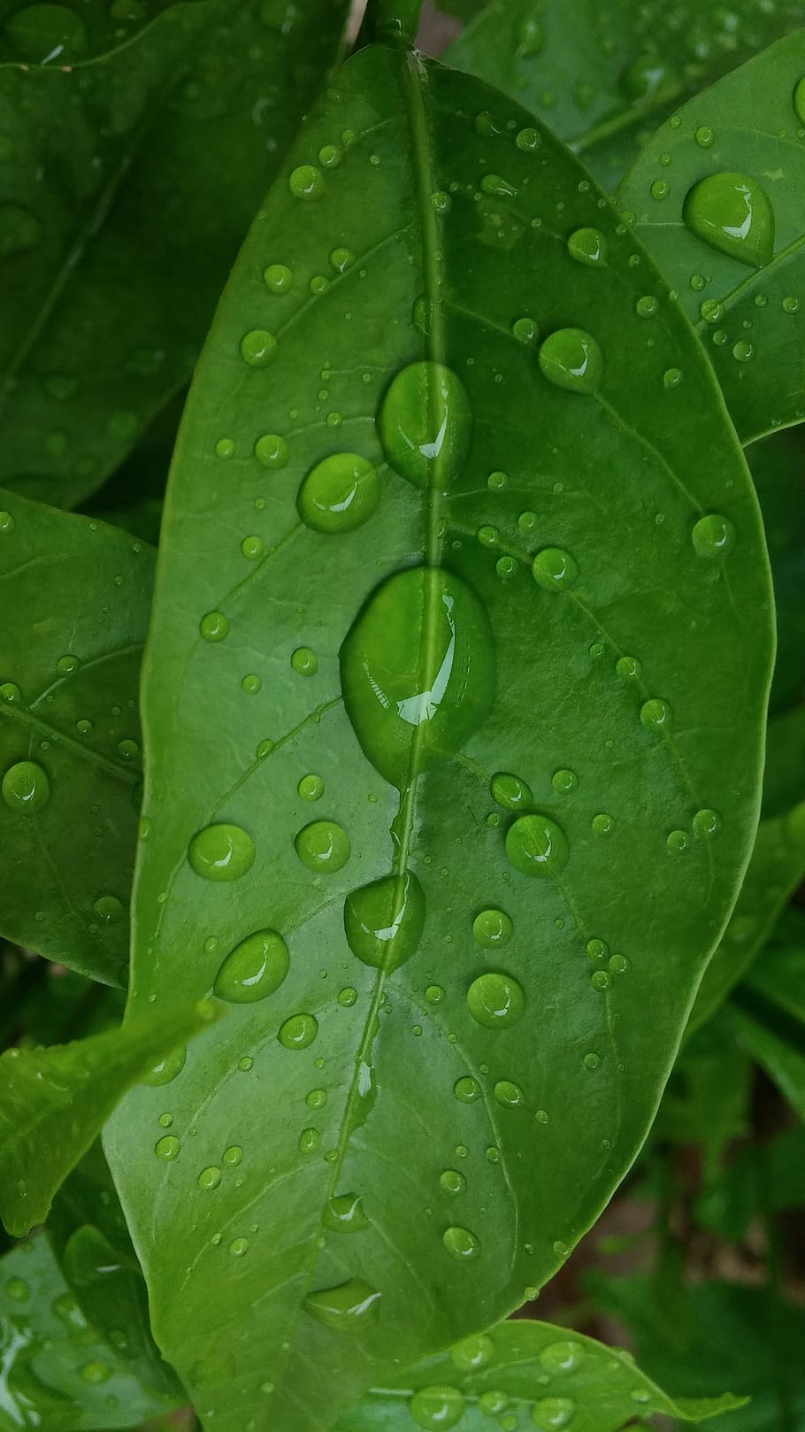 leaves, abstract background, rain, raindrops, droplets, green HD wallpaper