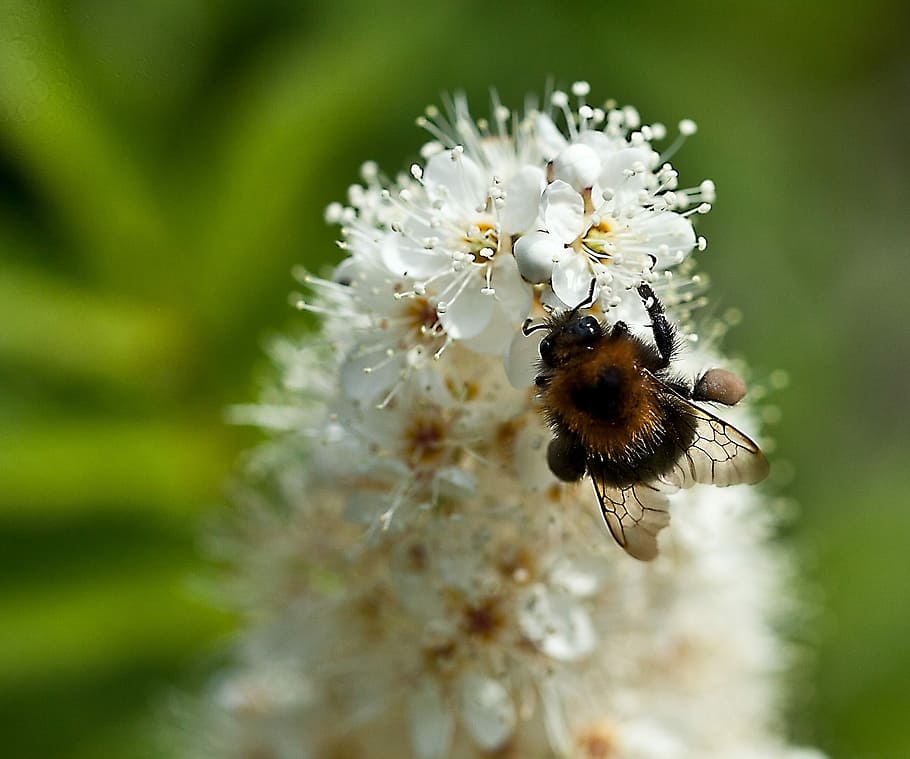 Insect, Bittern, White Flower, full bloom, summer, nature, nectar HD wallpaper