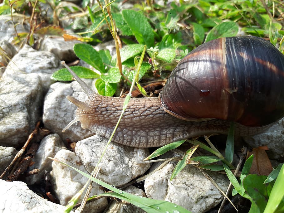 snails, slug, insect, animal wildlife, animal themes, animals in the wild HD wallpaper