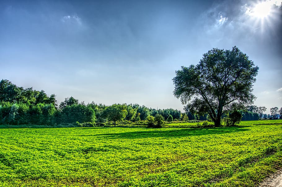 meadow, nature, landscape, trees, sky, sun, sunbeam, back light HD wallpaper