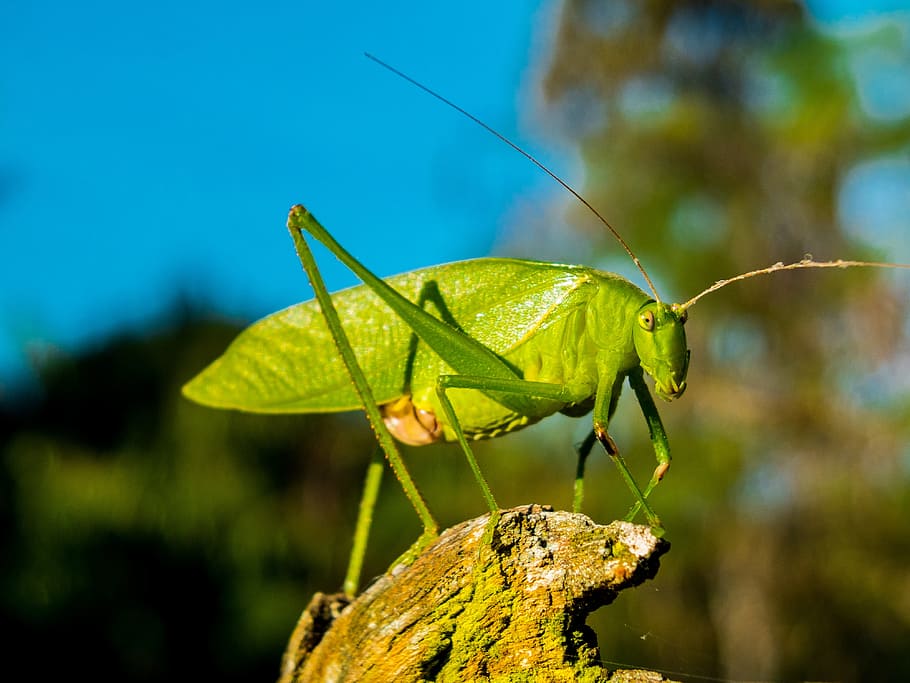 green katydid in selective focus photography, grasshopper, insect HD wallpaper