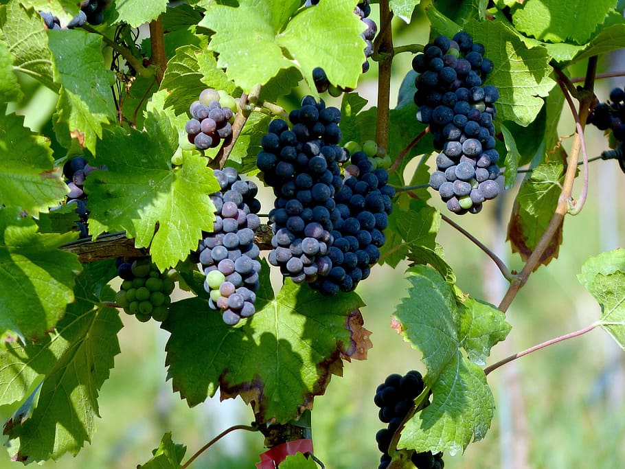 Blue, Grapes, Vines, Vineyard, blue grapes, fruit, food and drink HD wallpaper