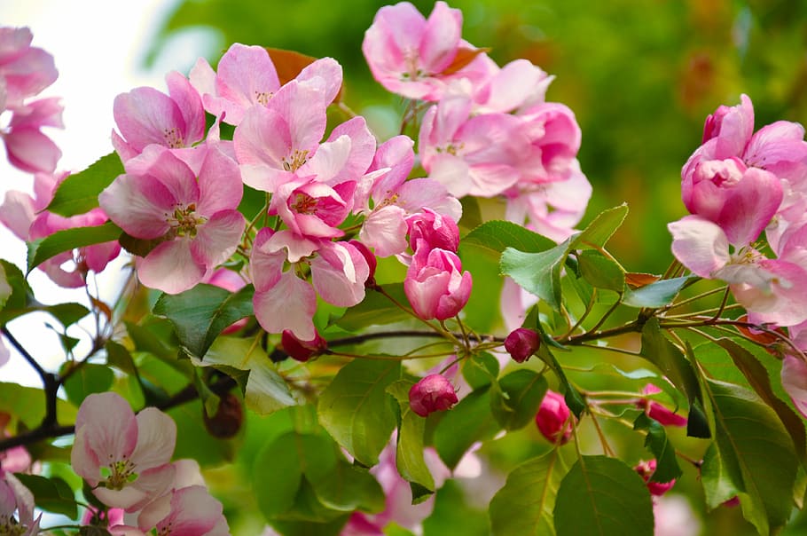 spring, bloom, flowers, flowering tree, branch, pink, garden HD wallpaper