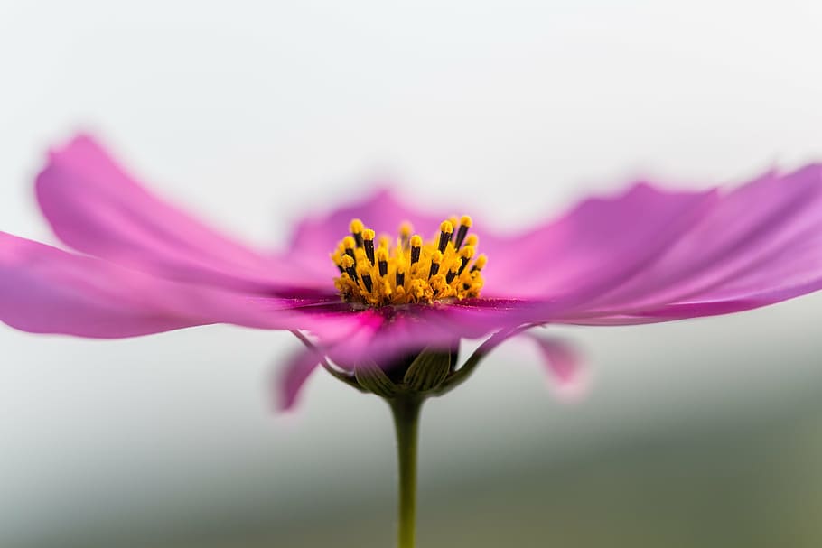 purple flower, blossom, bloom, macro, nature, plant, petal HD wallpaper