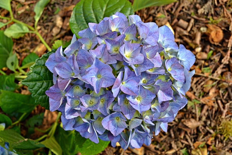 hydrangea, flowers, blue flowers, nature, garden, petals, lilac HD wallpaper