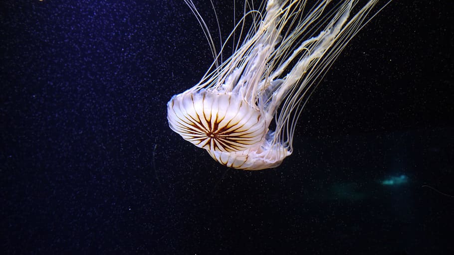 white and brown jellyfish, Cnidarian, Medusa, transparent, meduse, HD wallpaper