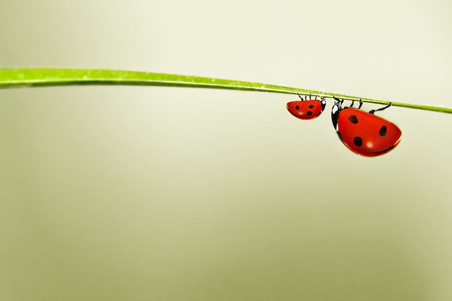 selective focus photography of two ladybugs, red, green, nature HD wallpaper