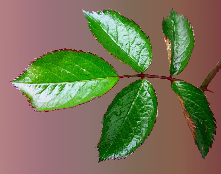 rosenblatt, leaf, green, jagged, flower, plant, nature, plant part HD wallpaper