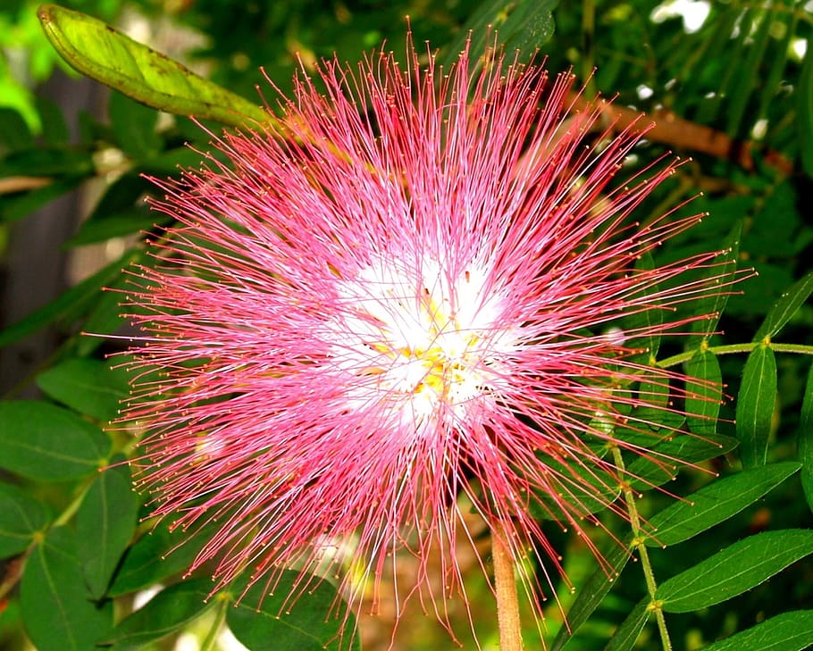Brush, Exotic, Tropical, Pink, Magenta, red, blossom, bloom HD wallpaper