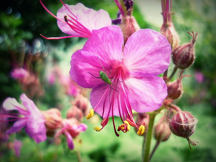 beetle, flower, macro, nature, plant, pink Color, petal, flower Head HD wallpaper