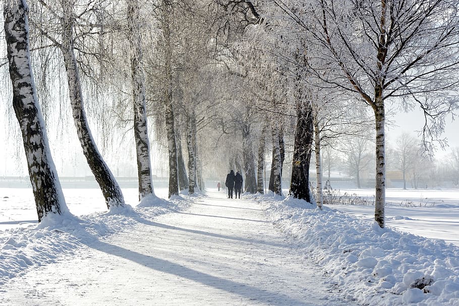 two person walking between black bare tree's  during winter HD wallpaper