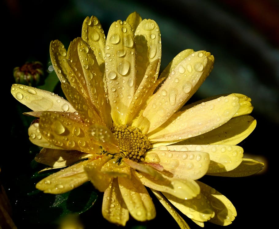 flower, nature, blossom, bloom, raindrop, yellow, plant, petal HD wallpaper