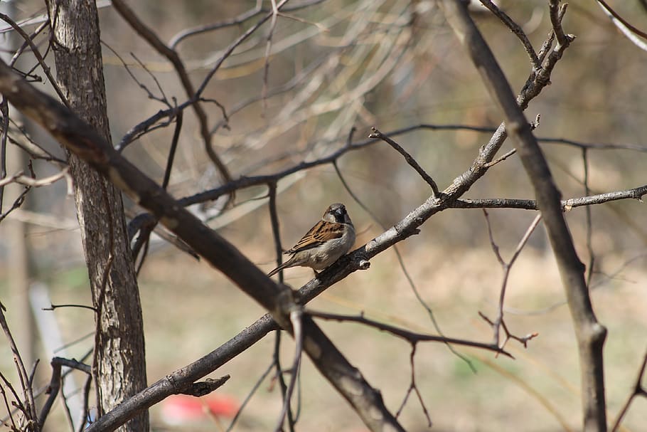 nature, branches, bird, vertebrate, animals in the wild, animal wildlife HD wallpaper