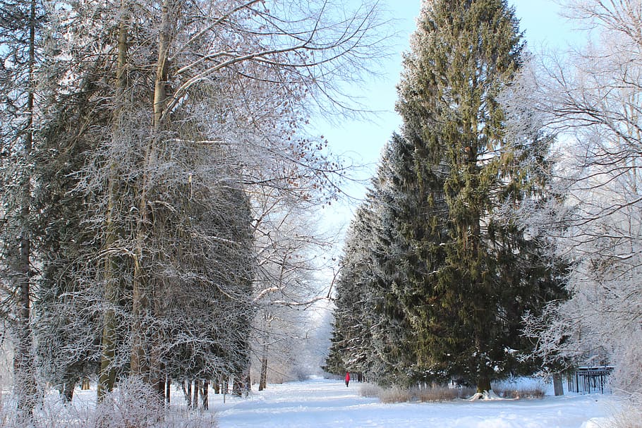 winter, snow, leann, coldly, cold temperature, tree, plant HD wallpaper