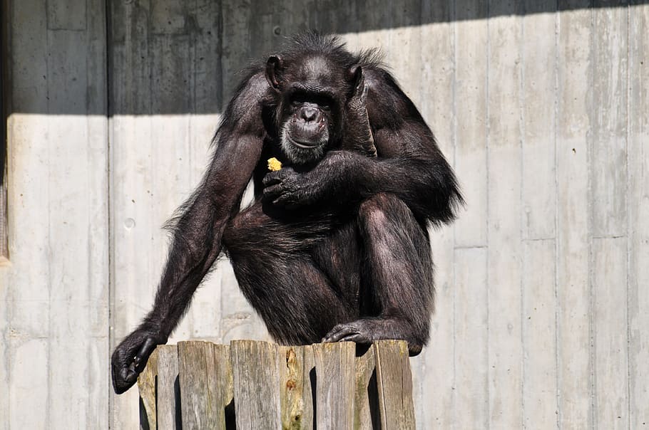 gorilla sitting on brown wood log, Monkey, äffchen, chimpanze
