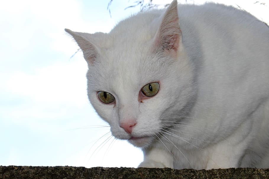 cat, white, view, views, closeup, domestic cat, feline, animal themes HD wallpaper