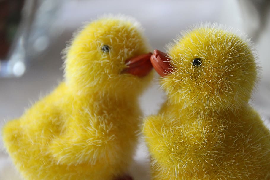 easter, easter chick, funny, animal, small, bird, nature, cute HD wallpaper