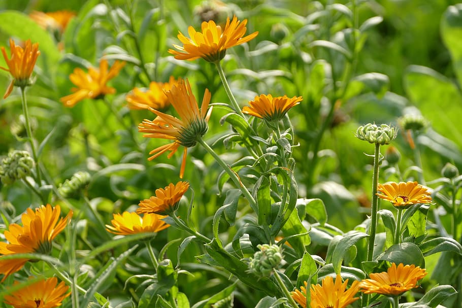 marigold, calendula, orange, flowering plant, beauty in nature HD wallpaper
