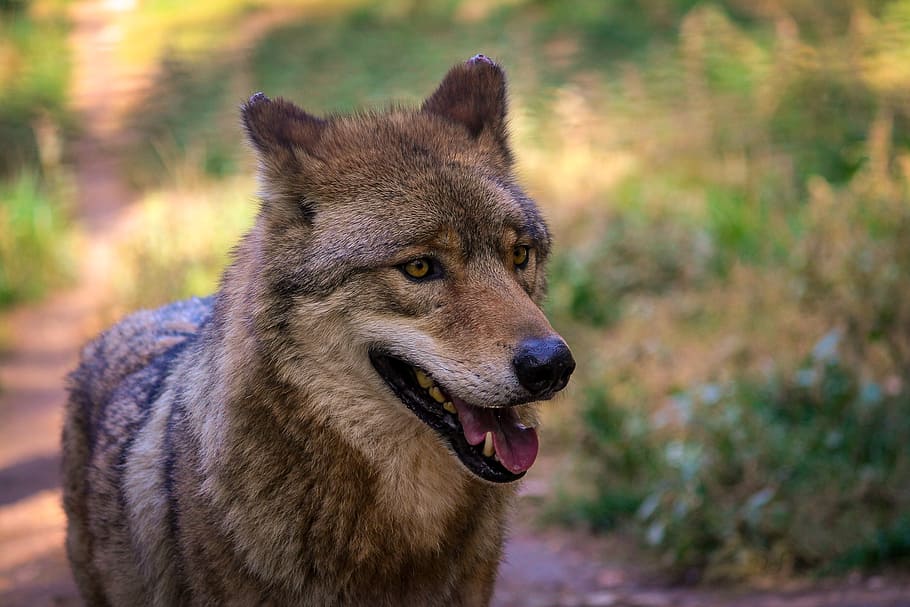wildlife photography of wolf, zoo, gray wolf, animal, one animal HD wallpaper