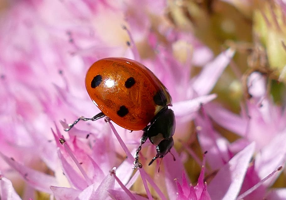 ladybug, points, lucky charm, small, animal themes, insect HD wallpaper