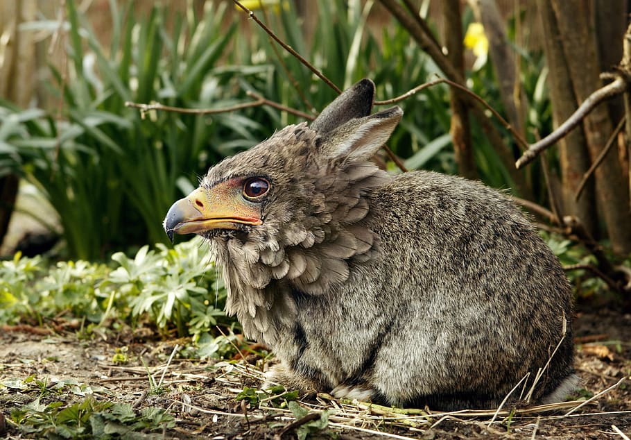 close-up photo of eagle headed rabbit, nature, animal world, grass
