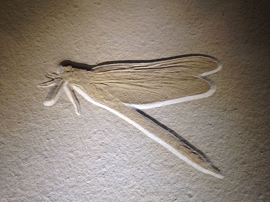 fossil, dragonfly, insect, indoors, no people, still life, close-up HD wallpaper