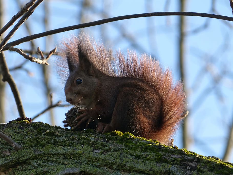 squirrel, nut, eat, food, animal, mammal, animal themes, one animal HD wallpaper