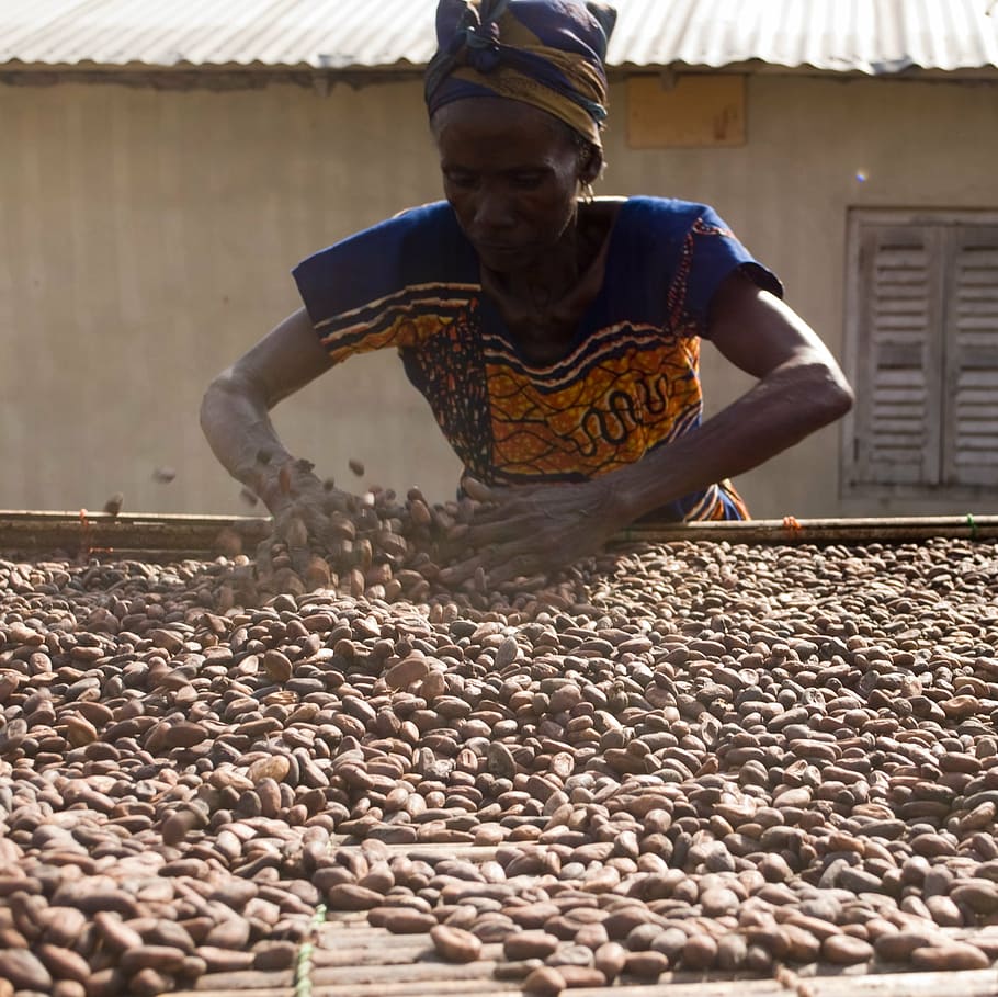 cocoa, beans, drying, ingredient, chocolate, food, cacao, gourmet, HD wallpaper