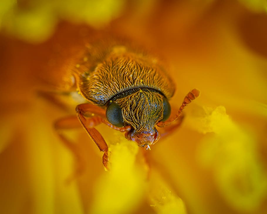 macro photography of teal and brown fly, macro shot photography of insect HD wallpaper