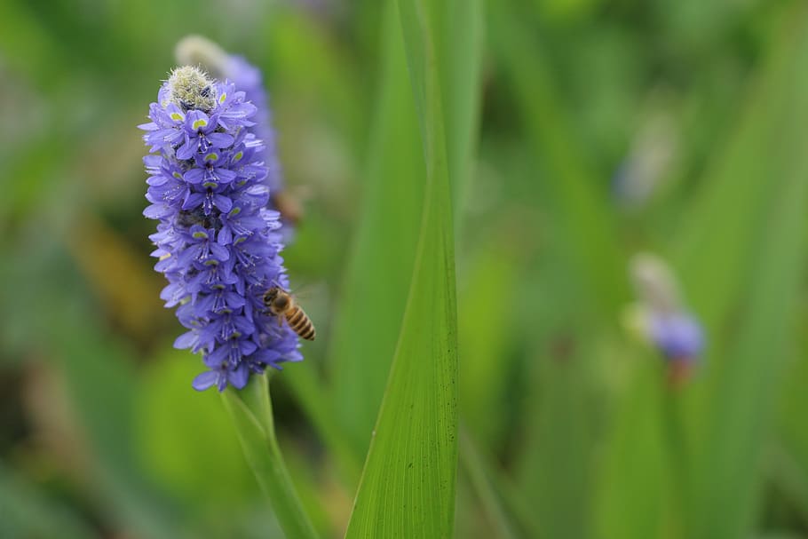 flower, macro, bee, flowering plant, beauty in nature, purple HD wallpaper