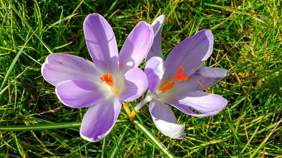 Crocus, Purple, Spring, Flower, Grass, spring flower, nature HD wallpaper