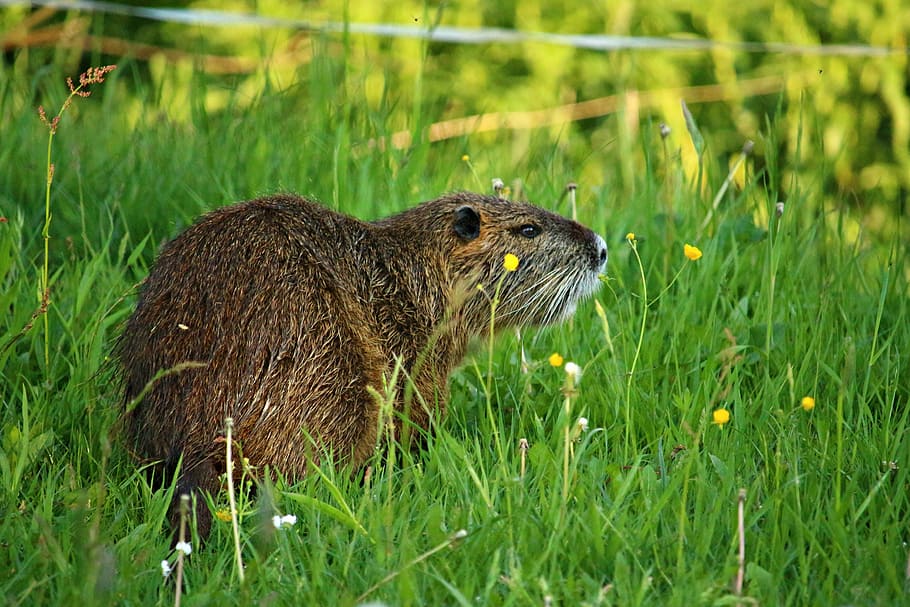 HD wallpaper: nutria, nager, coypu, animal, mammal, species of rodent ...