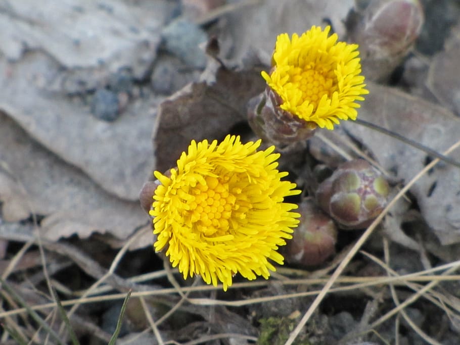 flower, yellow, coltsfoot, spring, sign of spring, flowering plant HD wallpaper