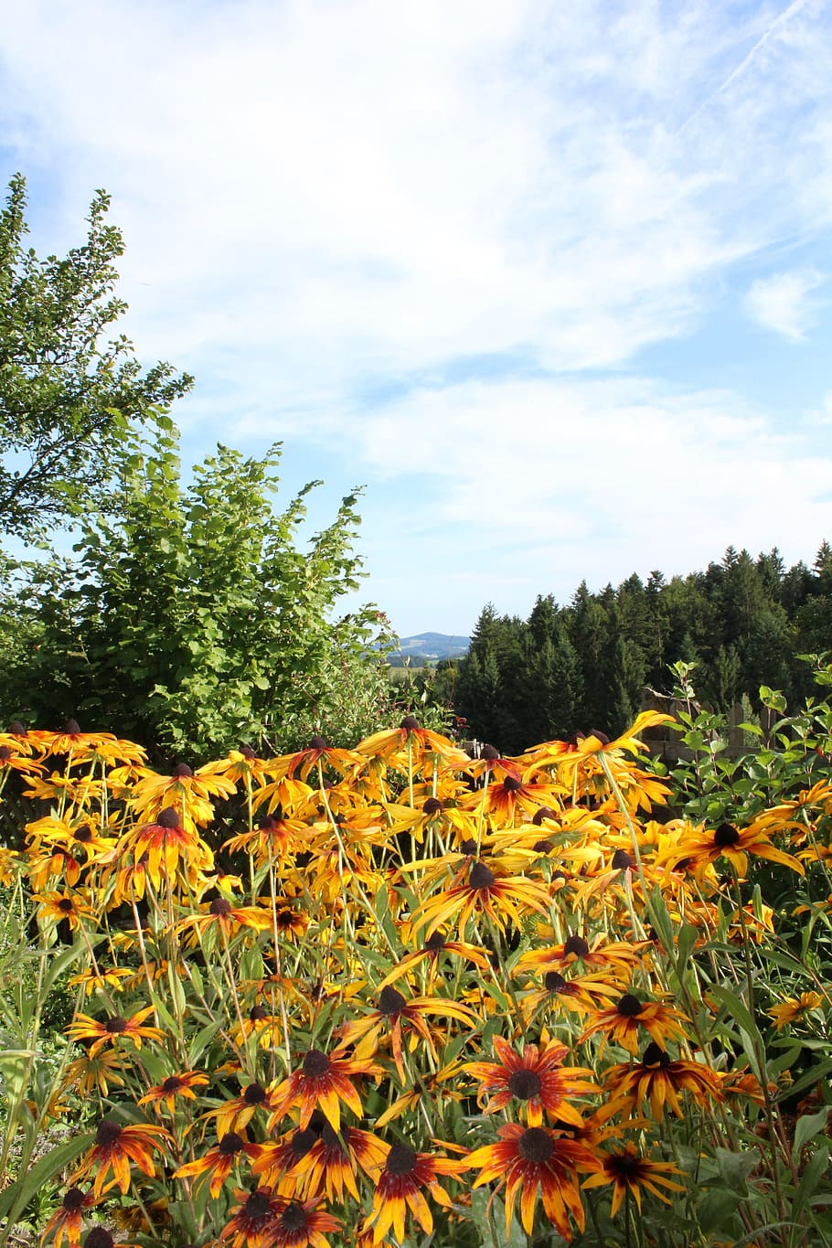 summer, sunflower, beautiful, plant, growth, flowering plant HD wallpaper