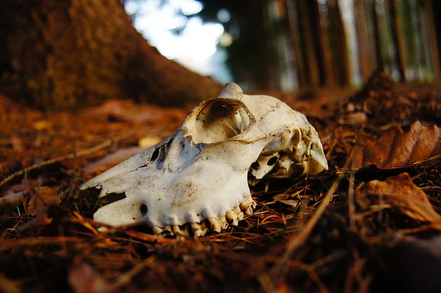 animal skull on top of brown soil, bone, forest, wild, dead HD wallpaper
