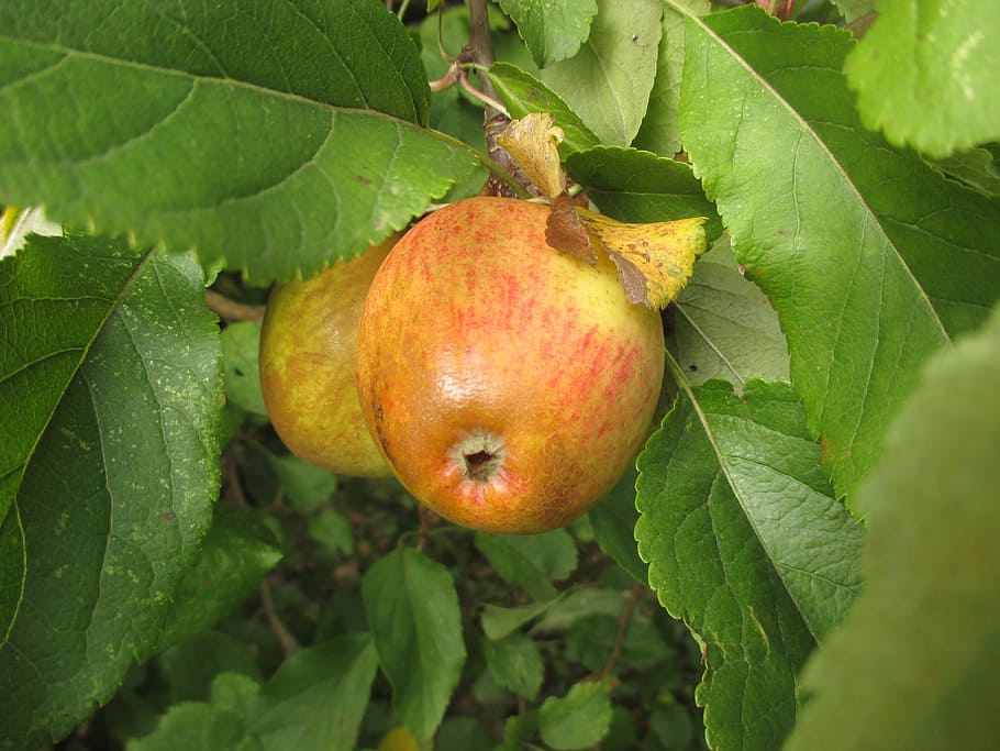 apple, tree, fruit, garden, autumn, leaf, plant part, food and drink HD wallpaper