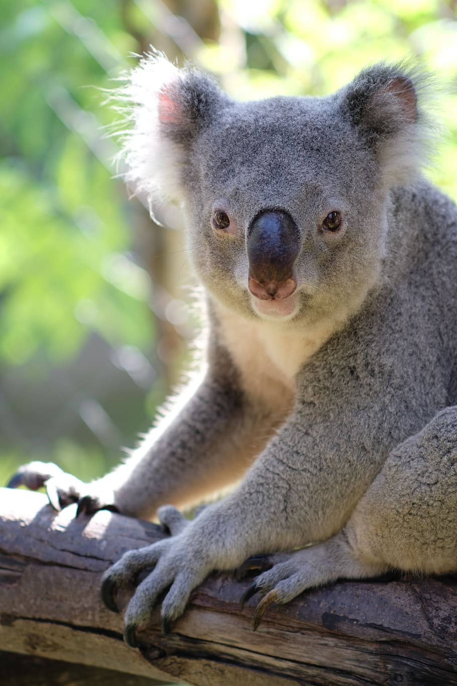 bear, koala, animal wildlife, animals in the wild, mammal, one animal HD wallpaper