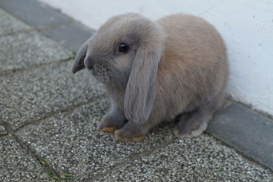 gray rabbit, easter bunny, hare, schlappohr rabbit, fur, animal themes HD wallpaper