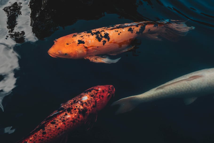 three koi fishes, three koi fish, carp, goldfish, orange, water HD wallpaper
